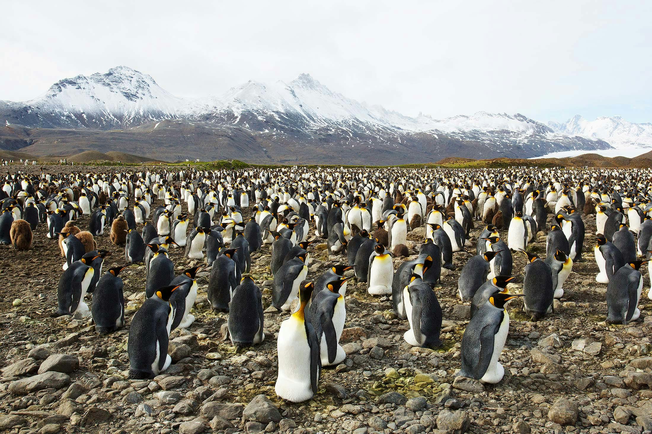 King Penguins in Fortuna Bay, South Georgia. 