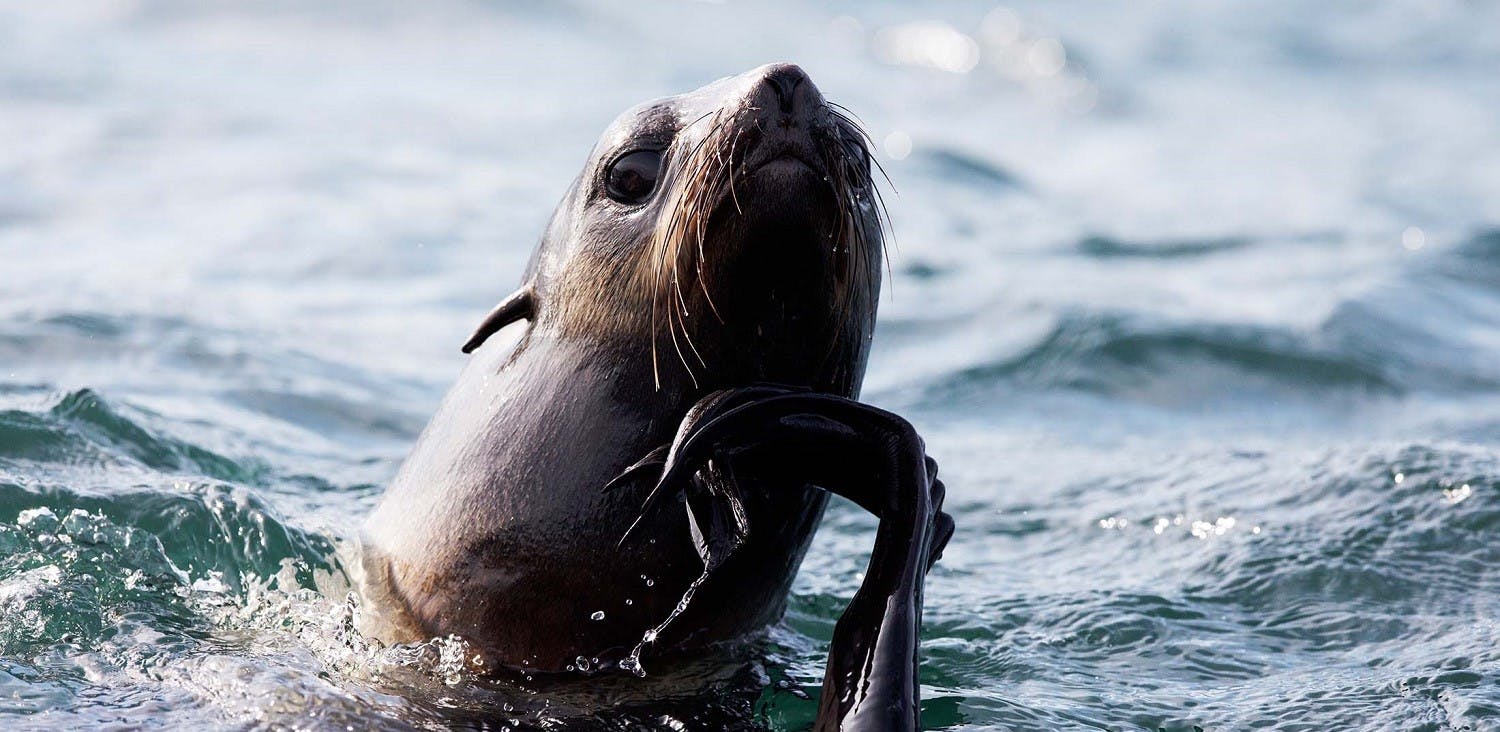 Northern Fur Seal, Tyuleniy Island, Russian Far East