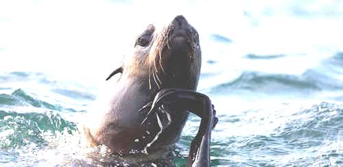 Northern Fur Seal, Tyuleniy Island, Russian Far East