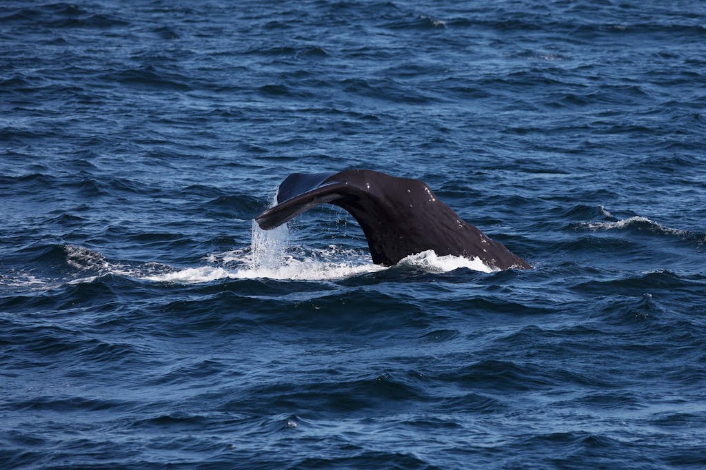 Spotting a sperm whale on a cruise to the Russian Far East