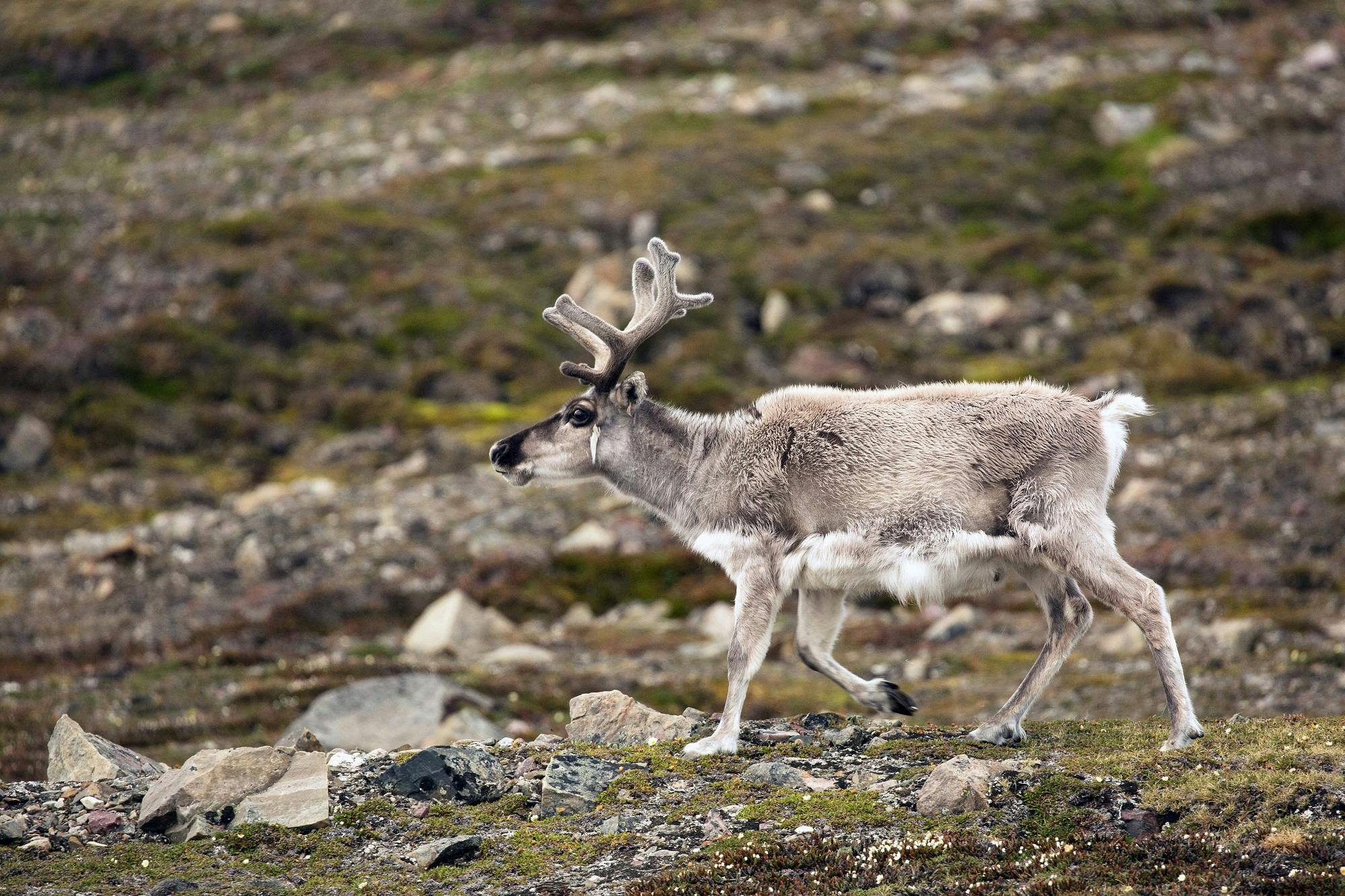 Reindeer in Eveny culture, Russian Far East