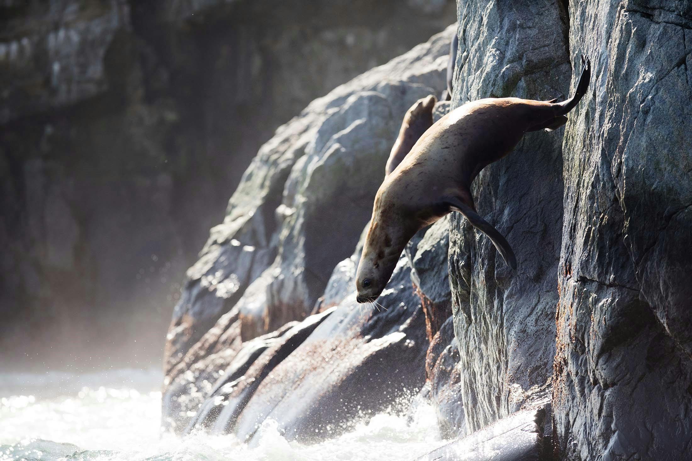 Sea Lion - Iony Island