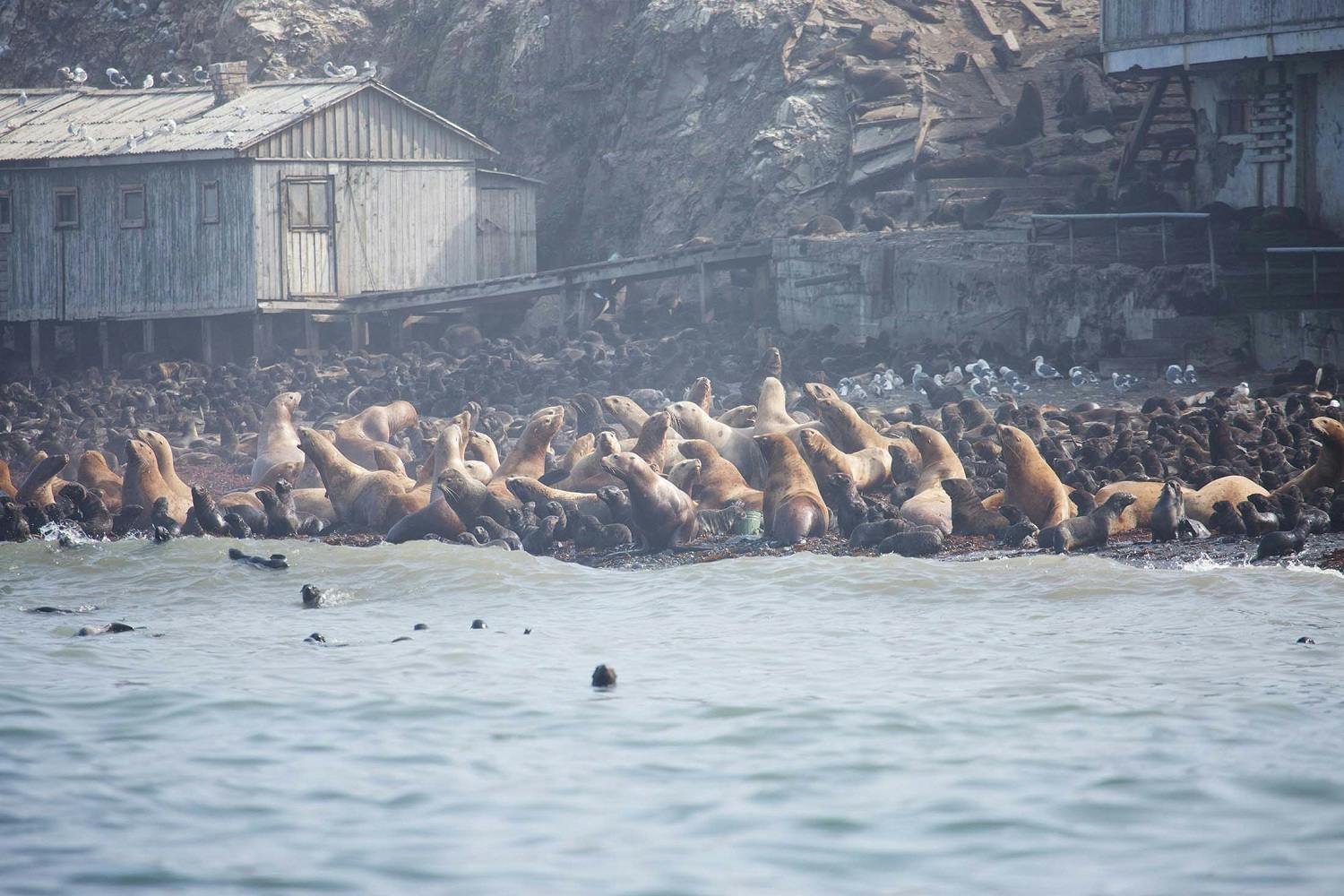 Fur seals in Tyuleniy Island in the Russian Far East
