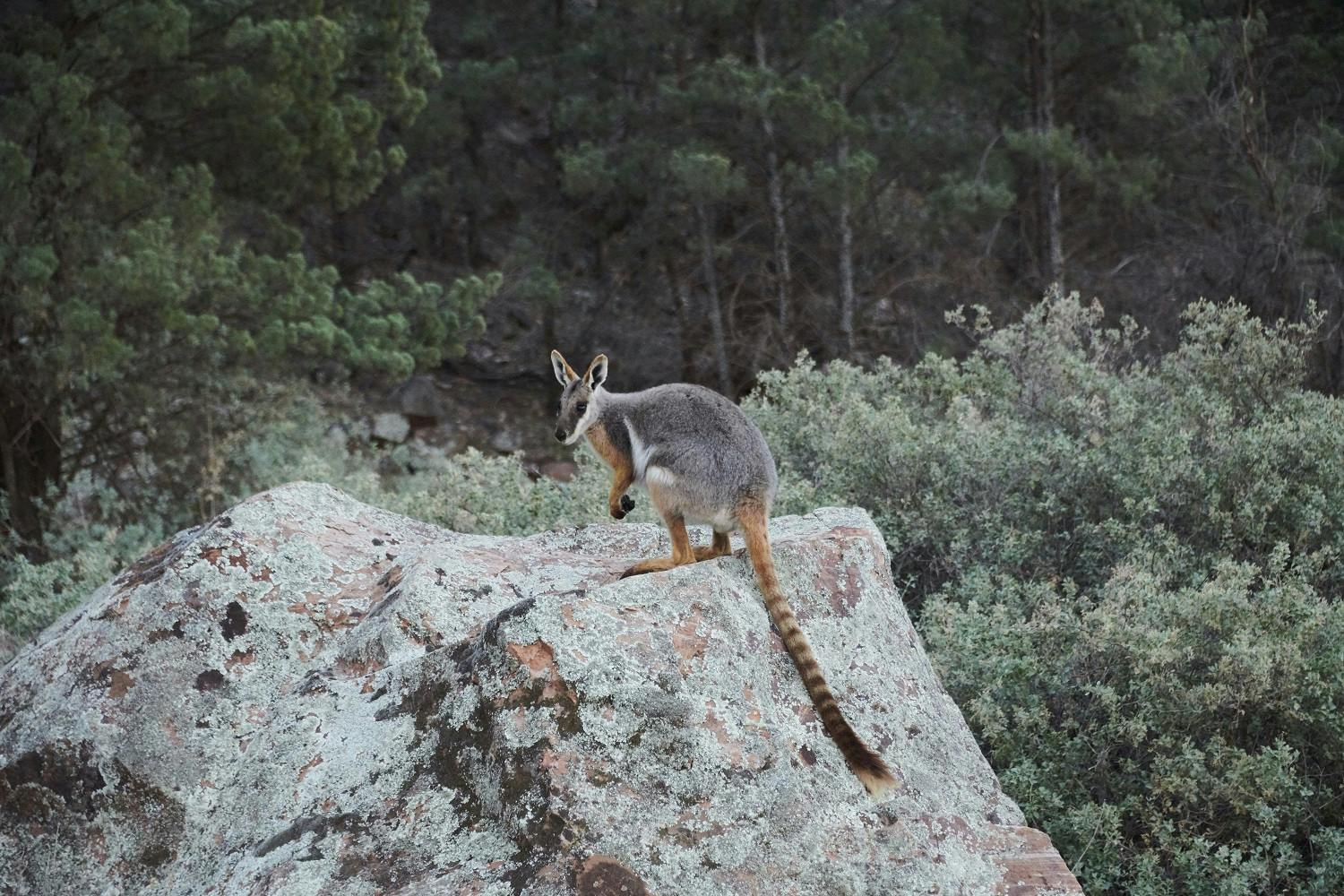Australia by Steve McCurry