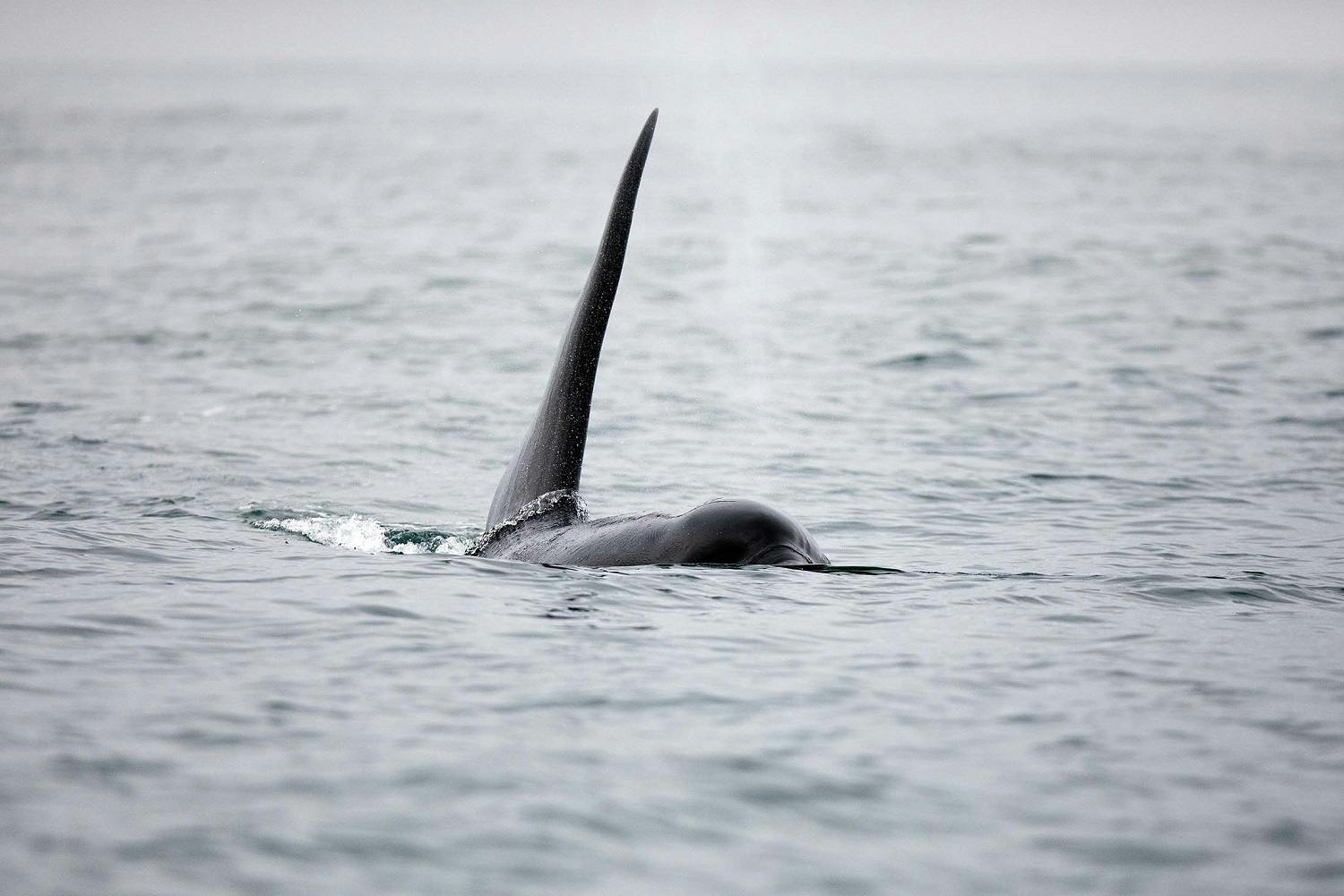 Orcas in the wild - Kekurnyy Bay, Russian Far East