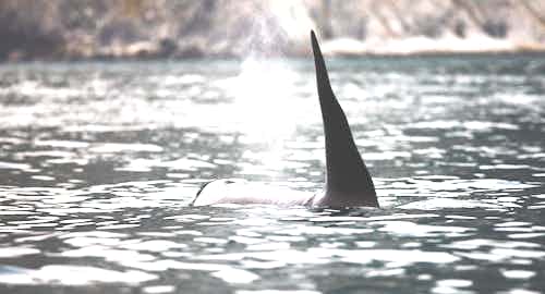 Killer whales in the Russian Far East
