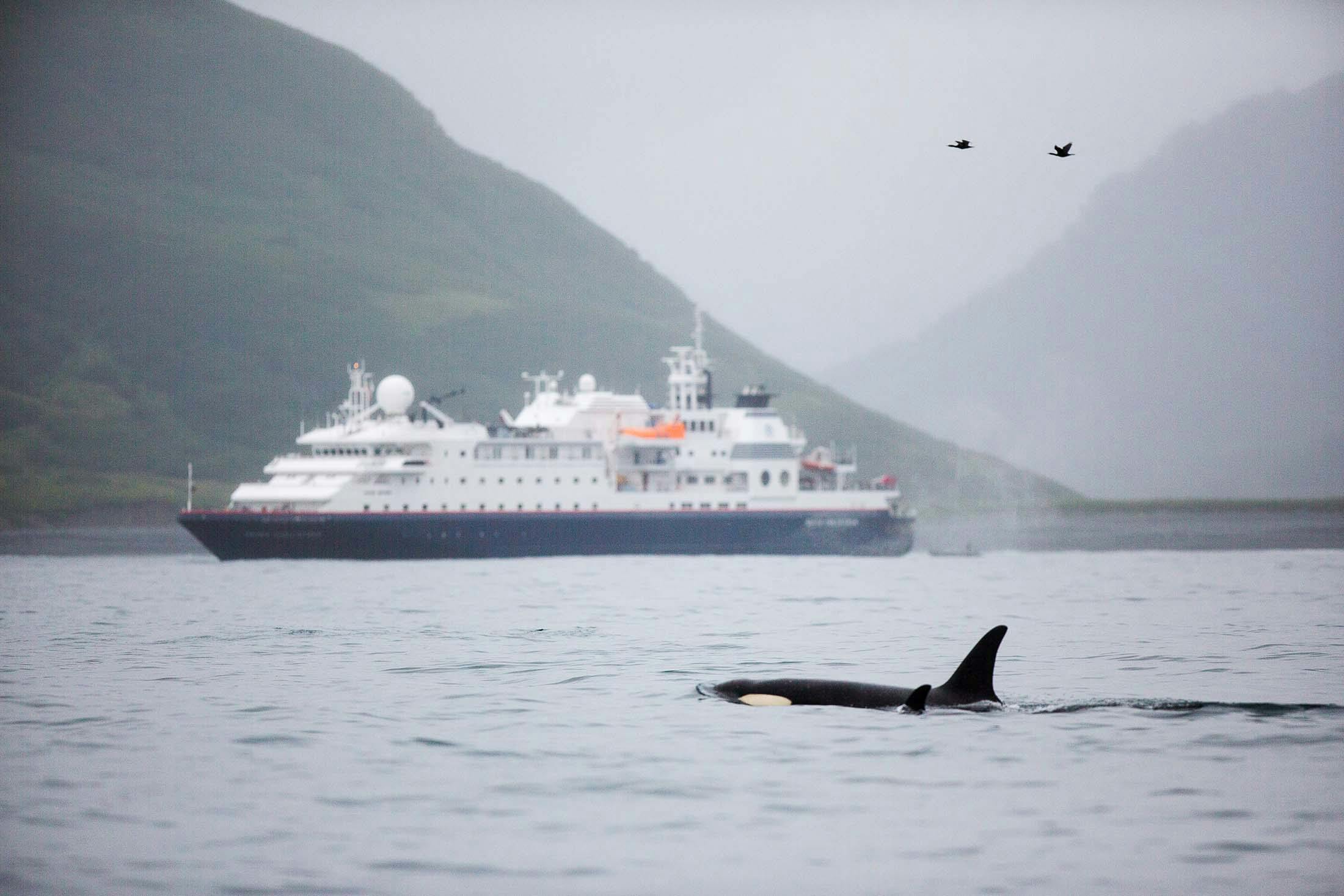 orcas in the wild - russian far east