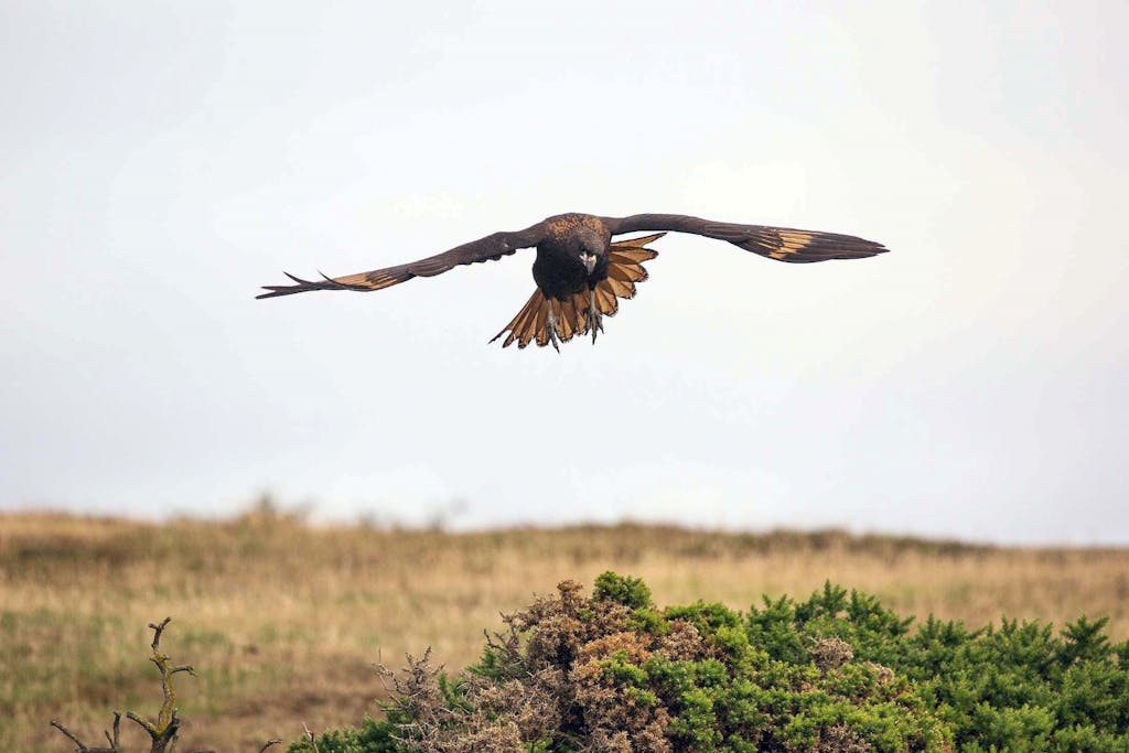The striated caracara’s wingspan makes it quite the aerial acrobat.