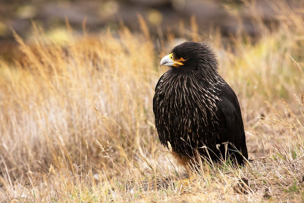 In the ecosystem of Falklands wildlife, Striated Caracaras are opportunistic scavengers.  