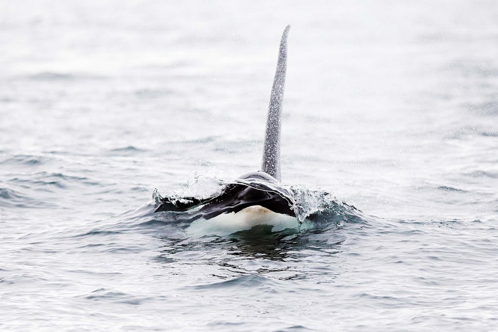 killer whales in Northern Europe