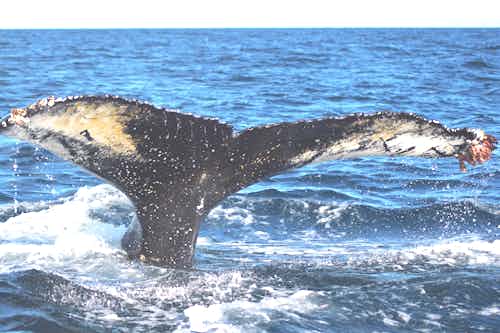 Whale watching in Northern Europe