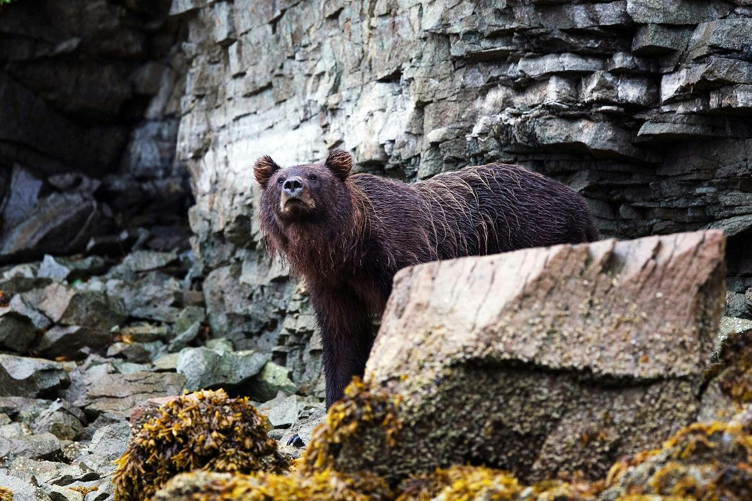 Retirement travel - bear in Alaska