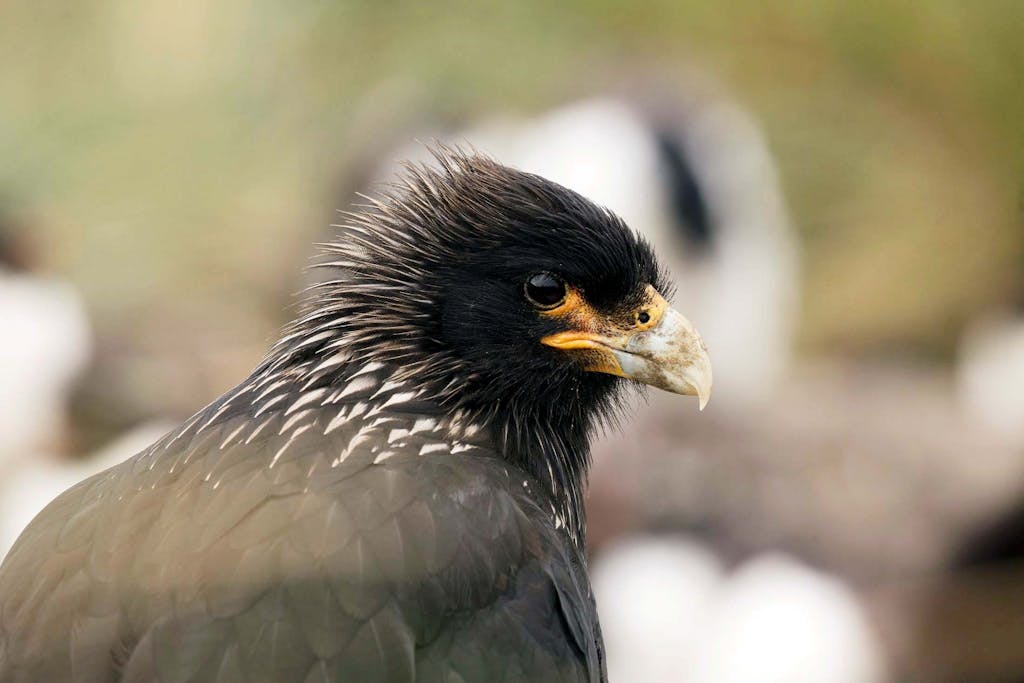 The caracara is a highlight of a Falkland Islands bird watching expedition.