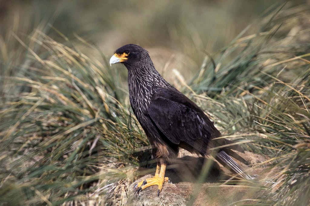 Why is the Striated Caracara called Johnny Rook?