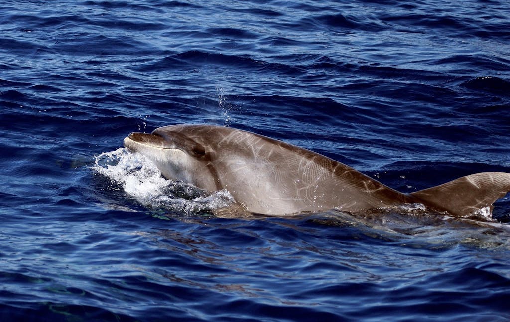 Bottlenose Dolphin