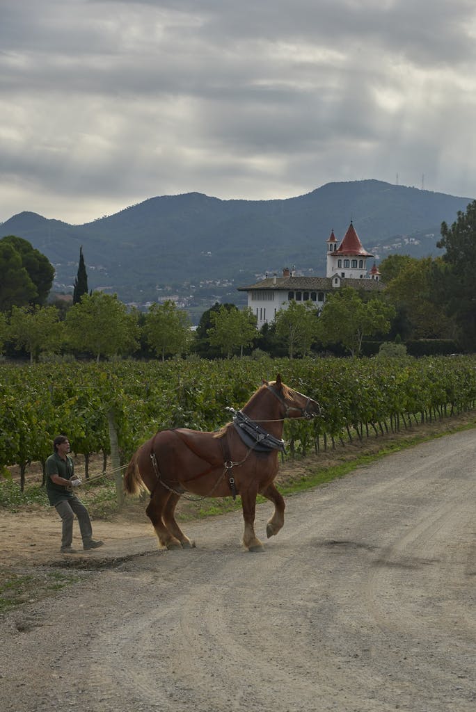Barcelona by Steve McCurry
