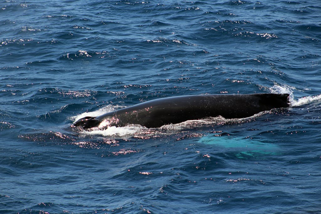 Whale watching in Northern Europe