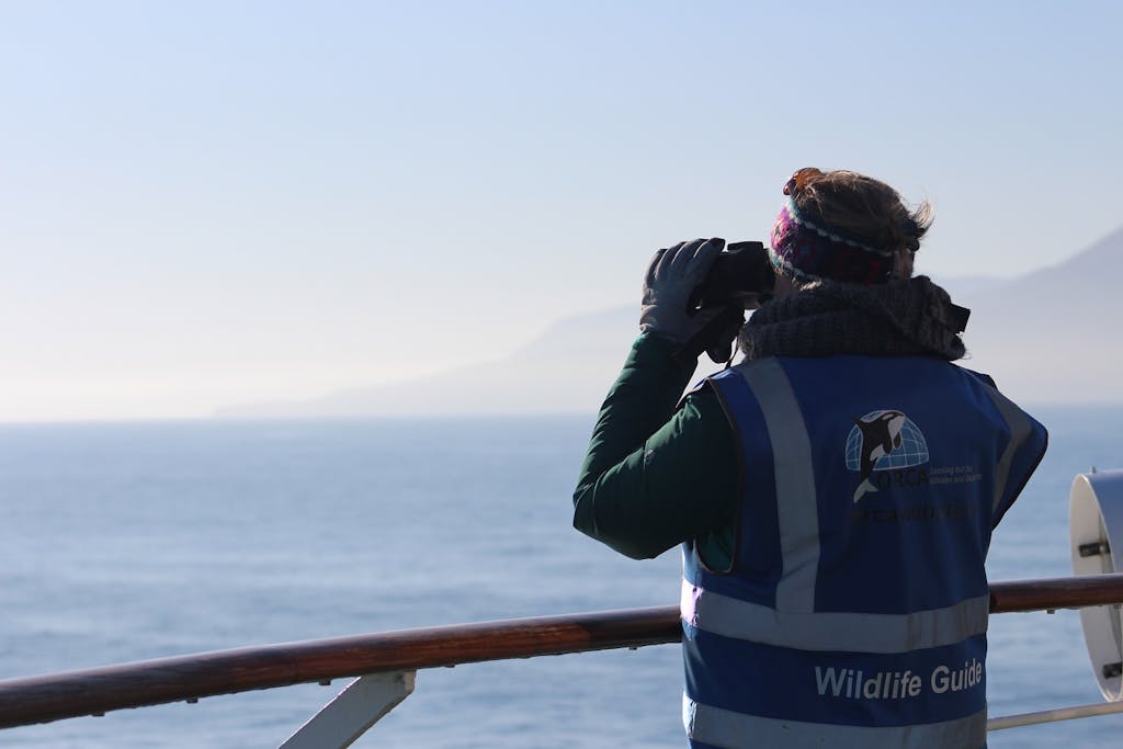 Whale watching in Northern Europe