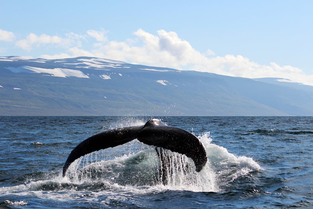 Humpback whales in Northern Europe