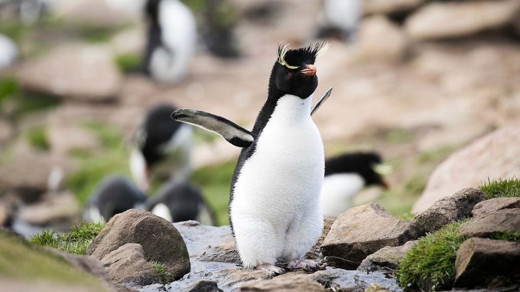 Saunders Island wildlife - rockhopper penguins