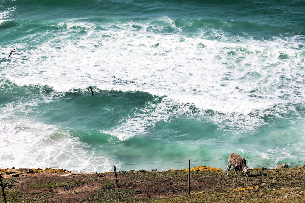 Saunders Island wildlife - sheep