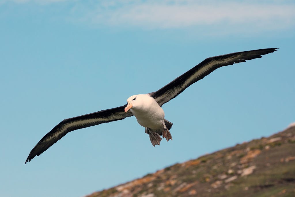 Saunders Island albatross