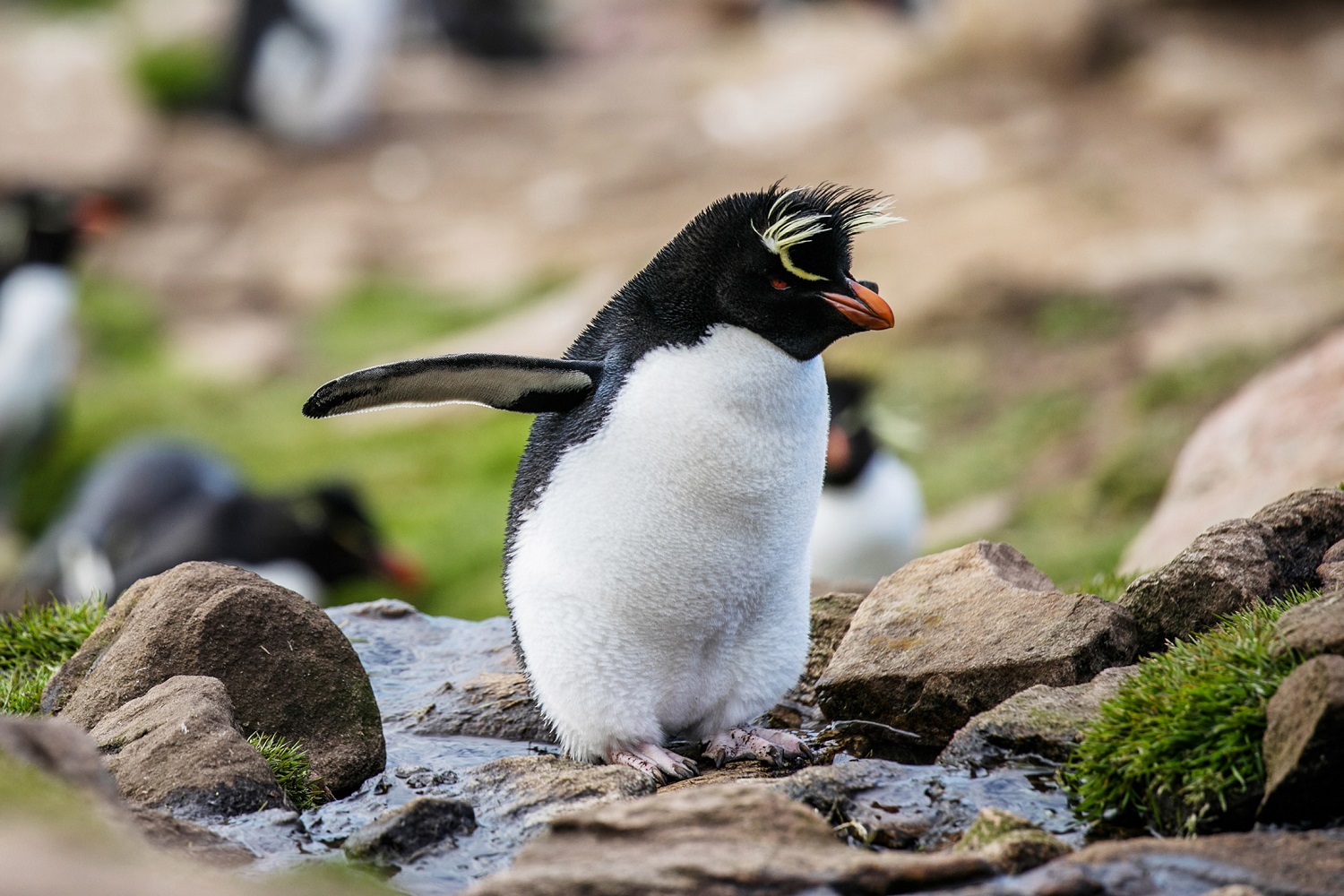 Exploring the Wildlife of Saunders Island Silversea