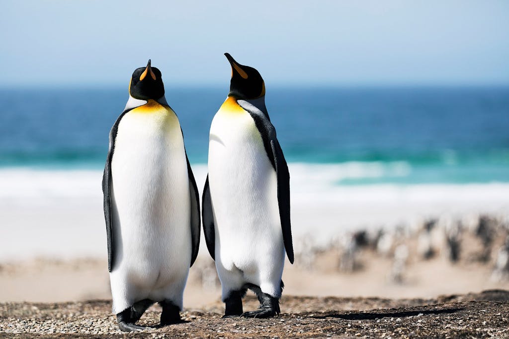 Saunders Island king penguins