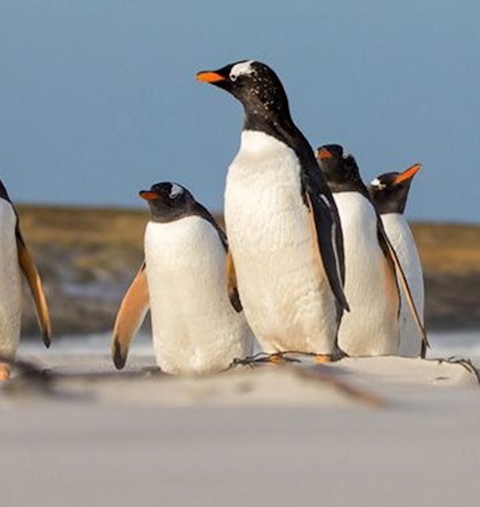 silversea-antarctica-cruise-gentoo-penguins-sand-dunes
