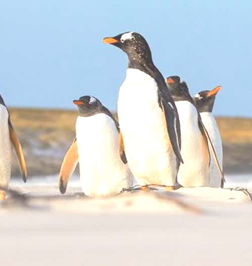 silversea-antarctica-cruise-gentoo-penguins-sand-dunes