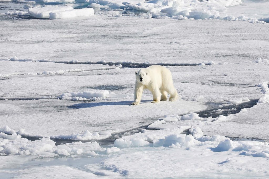 polar bear - arctic