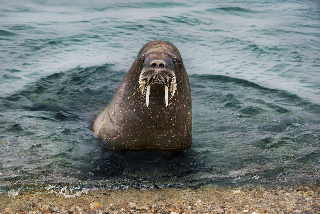 walrus in Svalbard by Steve McCurry