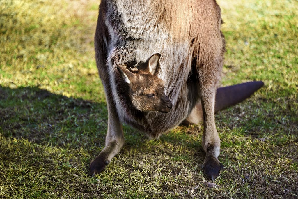 kangaroos in Australia by Steve McCurry