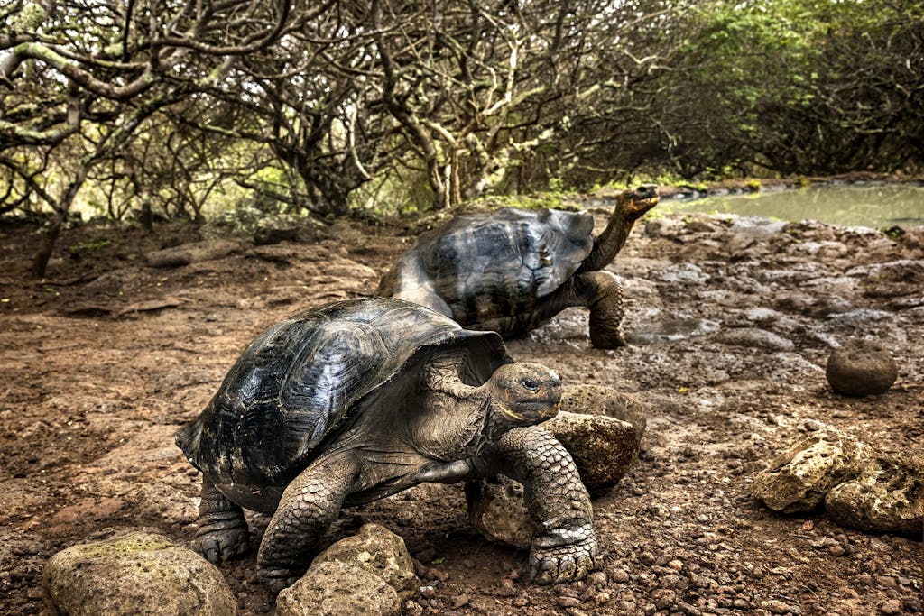 Giant tortoises in the Galapagos Islands by Steve McCurry