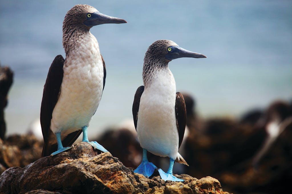 Blue-footed Boobies in the Galapagos