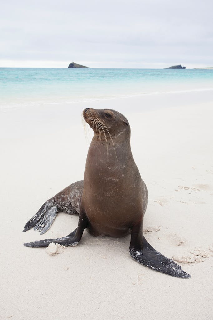 Galapagos sea lion - Wildlife in the Galapagos