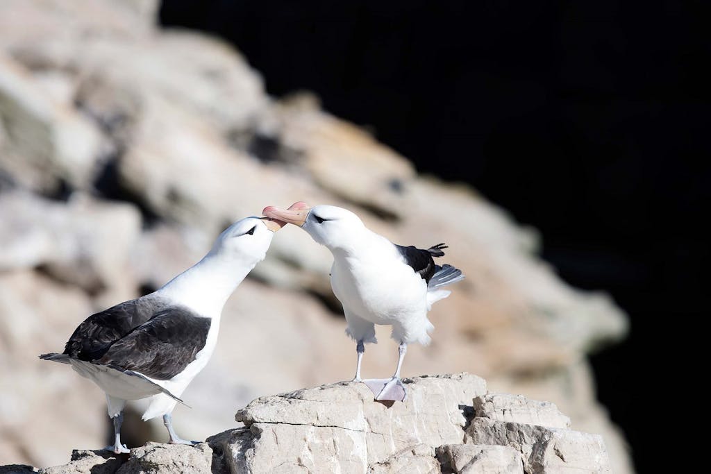 Falkland Island birds