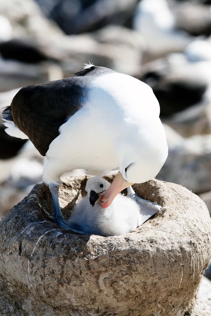 Black-browed Albatross chick