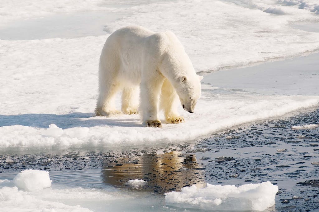 Polar bear - Arctic cruise