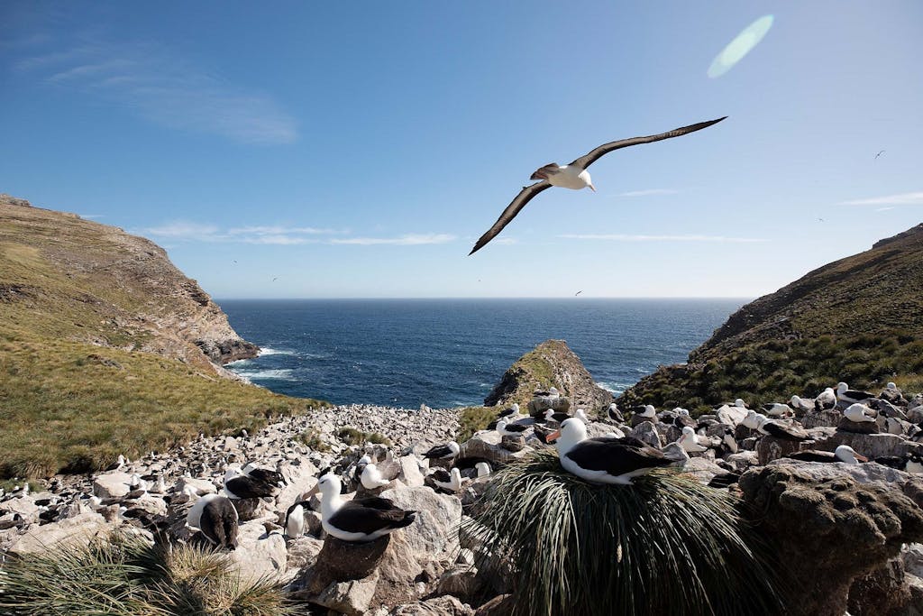 Black-browed Albatross in West Point, the Falklands