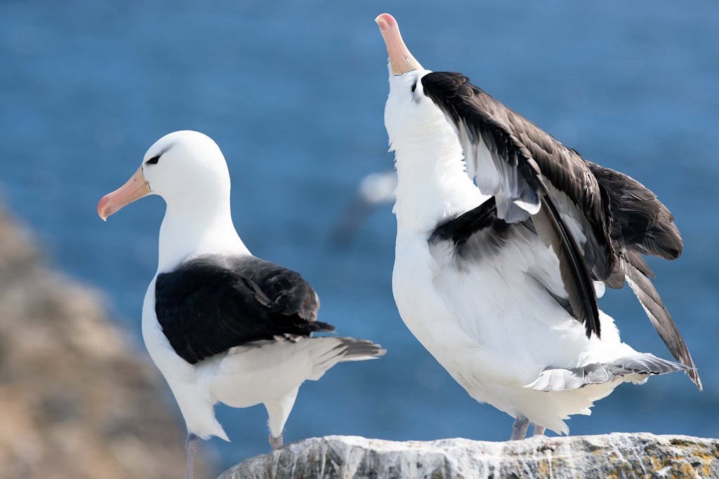 Birding in the Falkland Islands