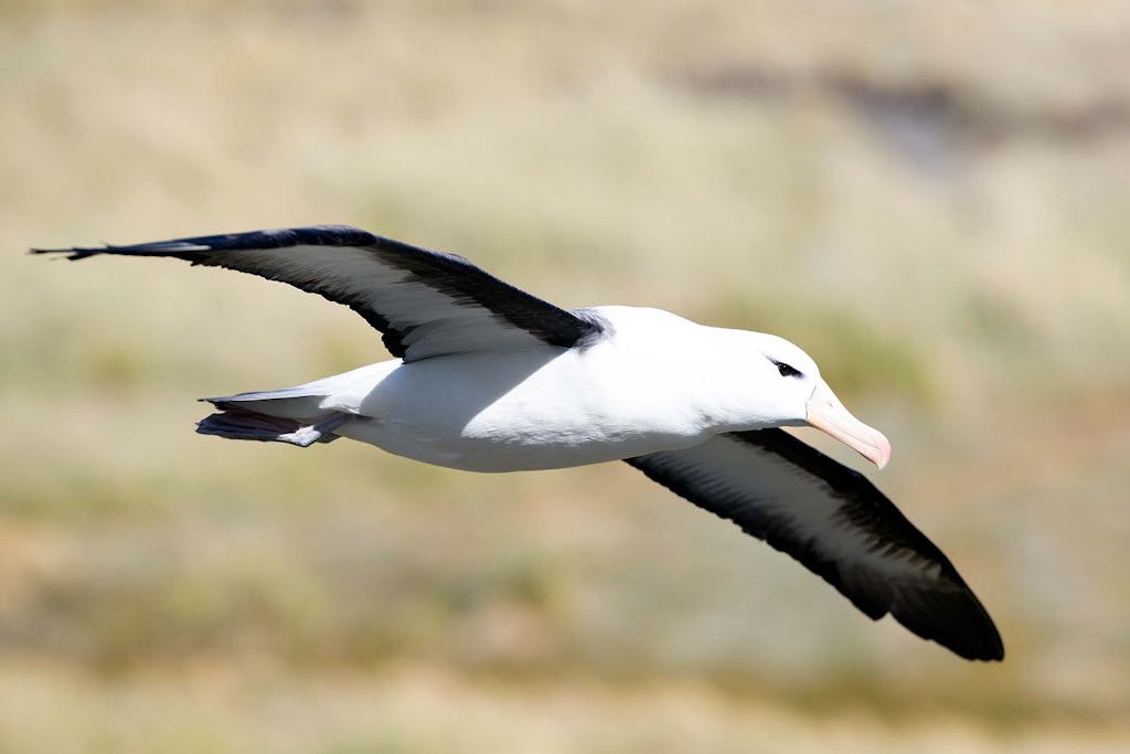 Wingspan of the Black-browed Albatross