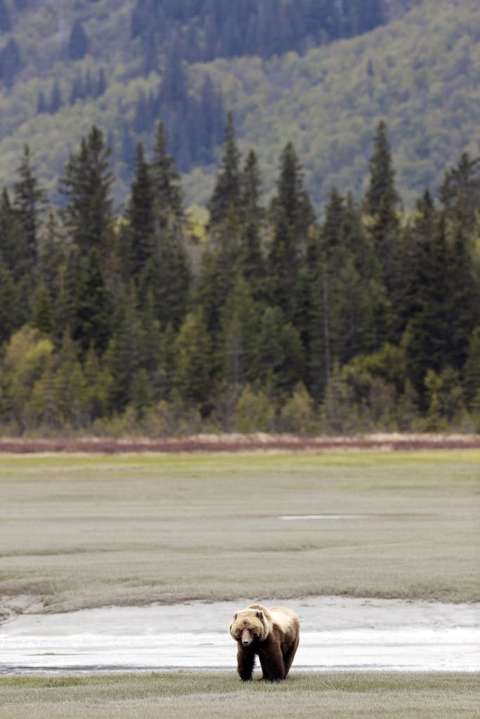 Bear watching in Alaska