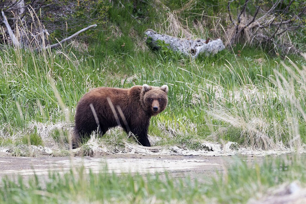 Brown bear sightings are frequent in Denali