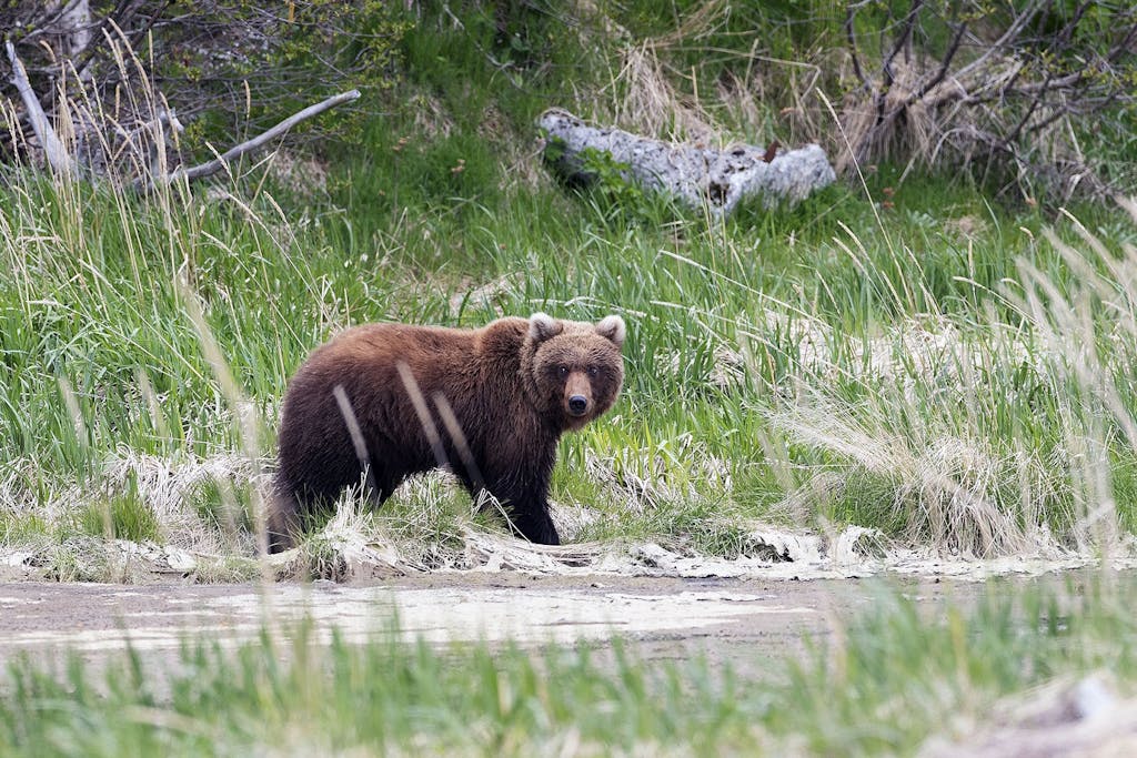 Brown bear sightings are frequent in Denali