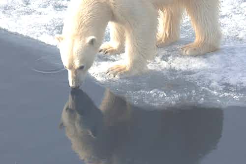 Polar bear in Northeast Passage