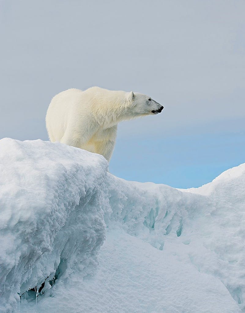 Polar Bear, Storøya, Svalbard Archipelago