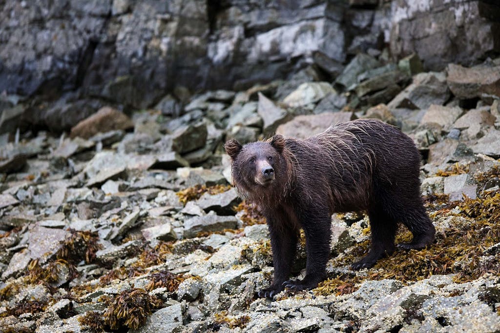 bear spotting in Alaska