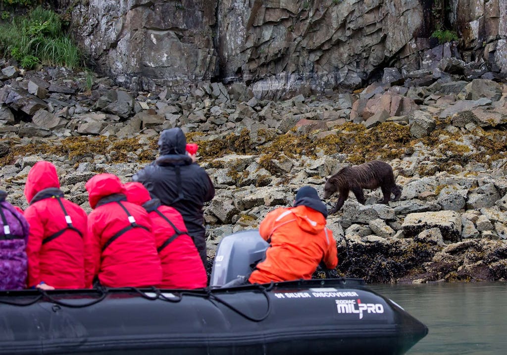 bears catching salmon in Alaska 