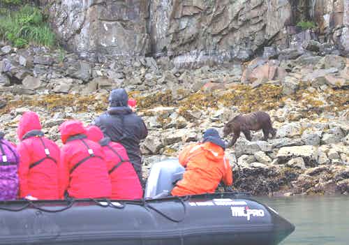 bears catching salmon in Alaska
